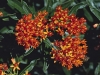 Butterfly Weed