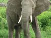How an elephant got its ears and trunk
