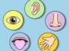 5 senses