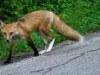 LIKE A FOX