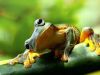 Squat Frogs