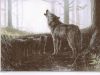 Wolves In The Mists