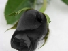 A Single Black Rose
