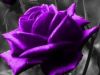 The Purple Rose Revealed 