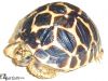 What are the Top Five Tortoises for Sale on the Market Today?