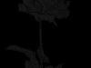 Shady Black Rose