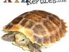 Some Interesting Facts about Tortoise Shells