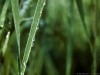 Laying Amongst The Wet Blades of Grass