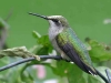 on hummingbirds
