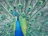 The Peacock's Fertility Dance