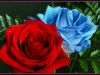 Red Rose / Blue Rose