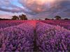 Fields of Lavender 