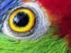 WHAT THE PARROT SAW