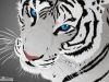 An Ode to the White Tiger....!!!