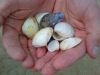 Hands full of shells