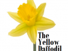The Yellow Daffodil