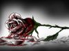 Bloody Rose