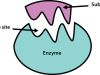 Enzymes Market - Global Industry Trends, Outlook, Regulatory Bodies & Regulations and Key Market Pla