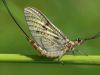 Ode to a Mayfly
