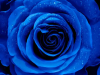 Blue Rose and Raven: Chapter Twenty