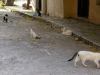 stray cats in athens