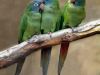The Blue-Crowned Conures