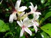 Honeysuckle Memories