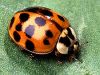 that blasted halloween lady beetle