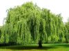 Names On The Willow Tree 