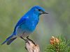 Blue Bird Representation