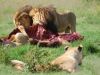 Lions in the pool house