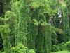 The Ultimate Question of Kudzu