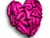 The Heart Vs. The Brain