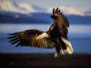 Beaded Eagle