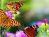 Sweet little butterfly..
