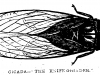 Cicada