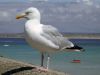 Shore Birds