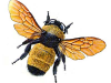 2. Bumblebee Westcott: Battle of the BeeFFs (Unedited)