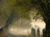 In The Misty Morning