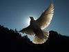 The Loniest Dove