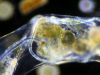 Microplastic Threat