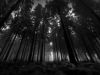 In The Depths Of A Dark Forest...