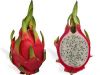 The Fire-Breathing Pitaya