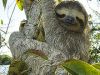 Well, See, There's This Sloth, And...