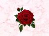 Concrete Rose 