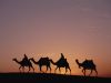 &#1575;&#1604;&#1580;&#1605;&#1604; (The Camel)