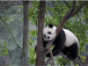 The panda who was stuck