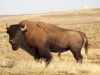 Like the Buffalo