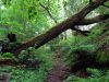 The Tree that Falls in the Forest