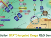 STAT3-targeted Drugs R&D Service